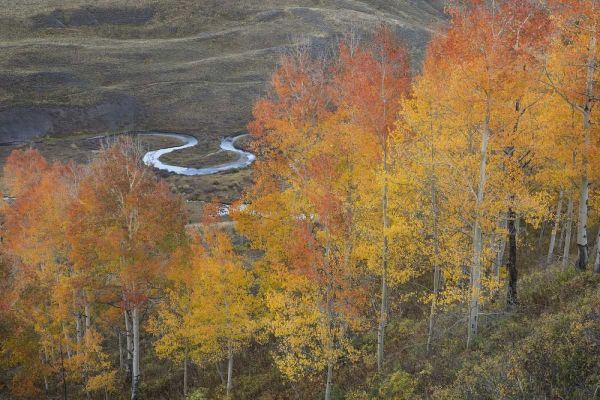 CO, Gunnison NF Aspen grove at peak autumn color